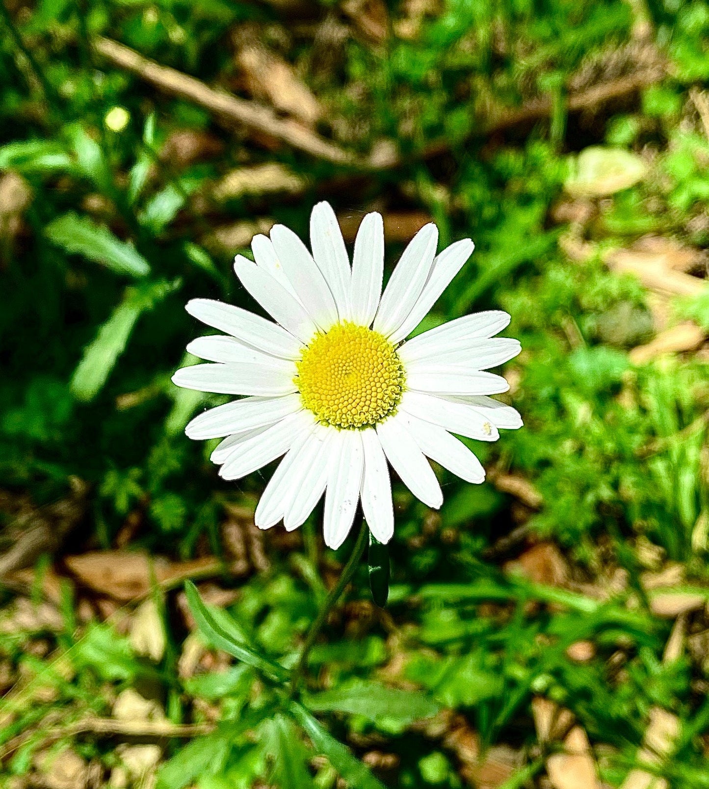 Today I'm a Daisy photo print (with or without framing)