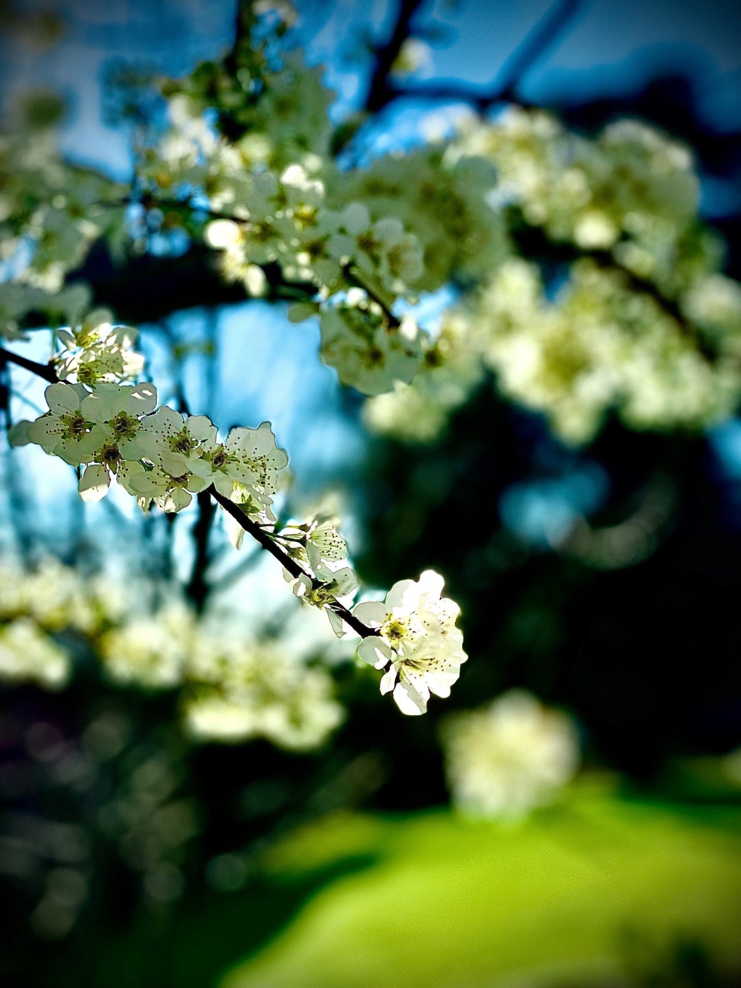 To be alive beneath the Cherry Blossoms photo print (with or without framing)