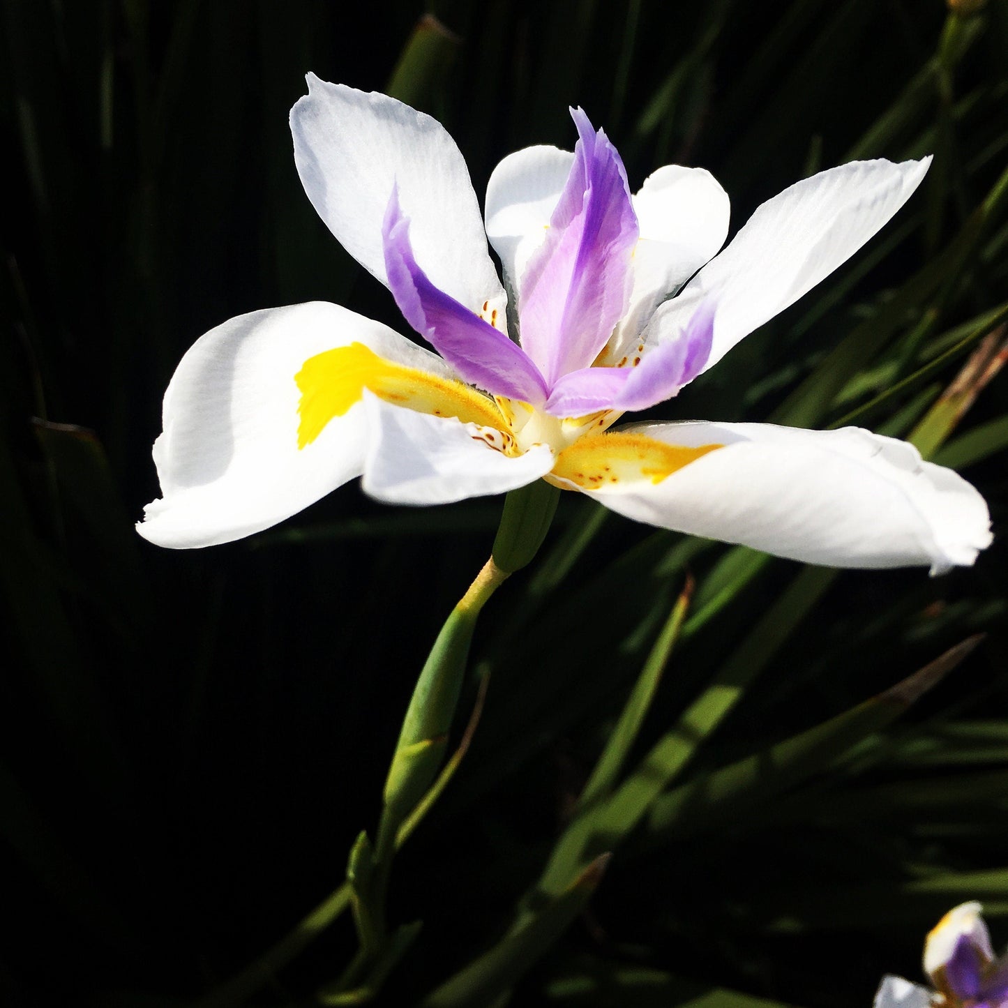 Purple Floral Dreams photo print (with or without framing)