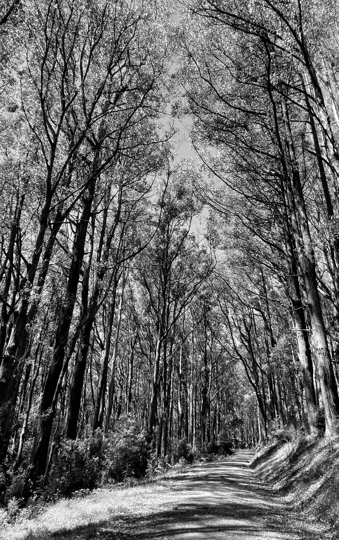 Where the Witches Walk Australia Forest Travel Print (with or without framing)