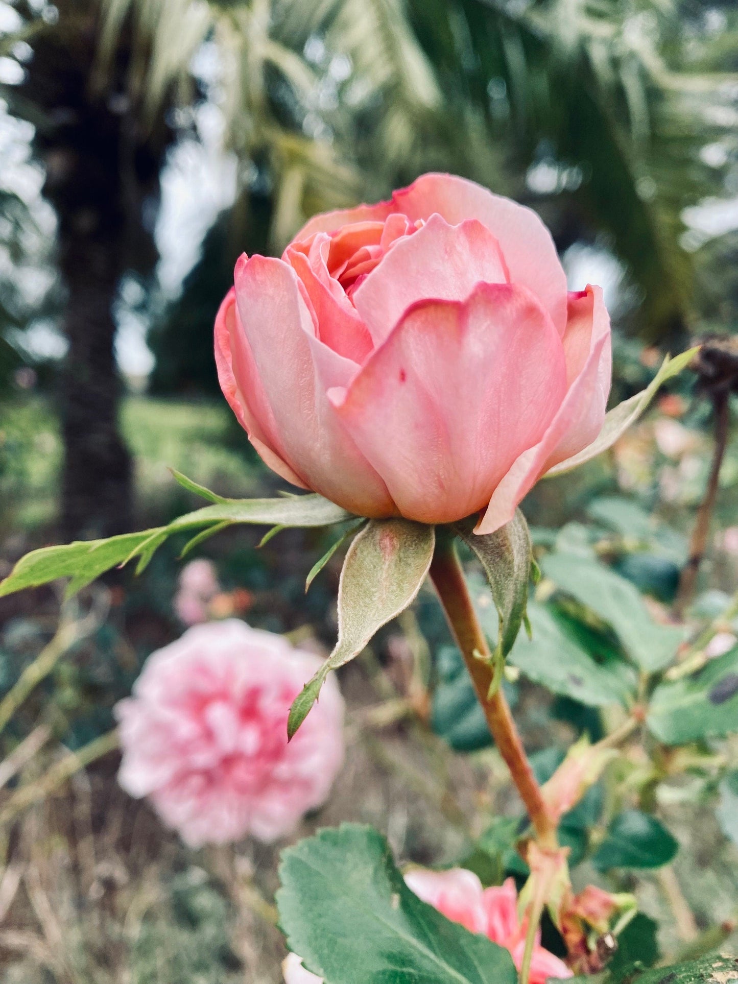 Give Yourself Time to Bloom rose flower photo print (with or without framing)